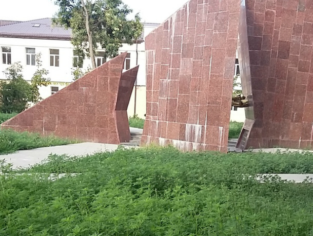 Амброзия покоряет Таганрог, ее букеты даже у памятника павшим в войне Амброзия покоряет Таганрог, ее букеты даже у памятника павшим в войне