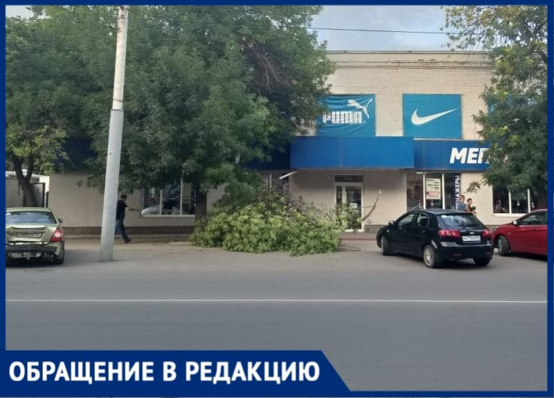 В Таганроге тяжелая ветвь дерева упала на место, где люди ждут маршрутку В Таганроге тяжелая ветвь дерева упала на место, где люди ждут маршрутку