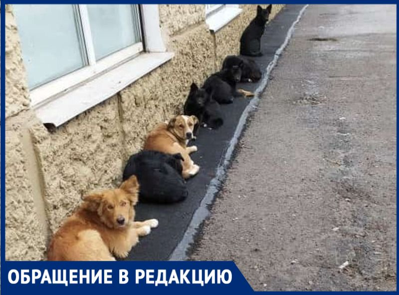 В центре Таганрога бездомные животные не дают людям покоя В центре Таганрога бездомные животные не дают людям покоя