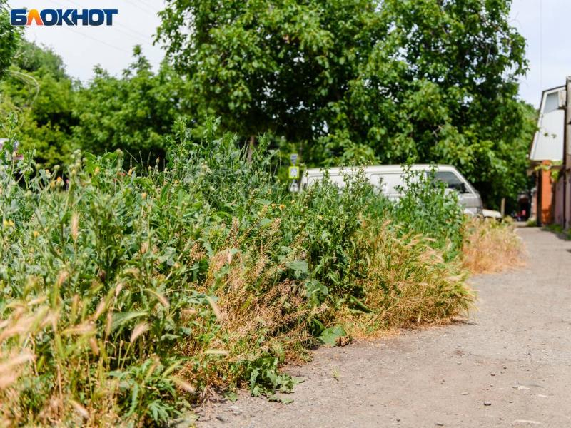 В Таганроге штрафуют за нескошенную траву В Таганроге штрафуют за нескошенную траву