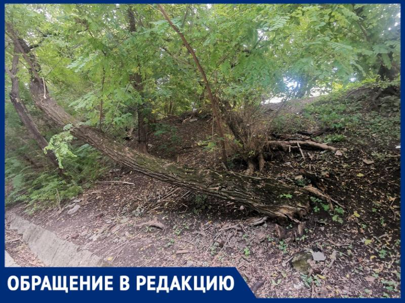 «Висит не груша...»: сухое дерево в Таганроге вот-вот упадет на проезжую часть «Висит не груша...»: сухое дерево в Таганроге вот-вот упадет на проезжую часть