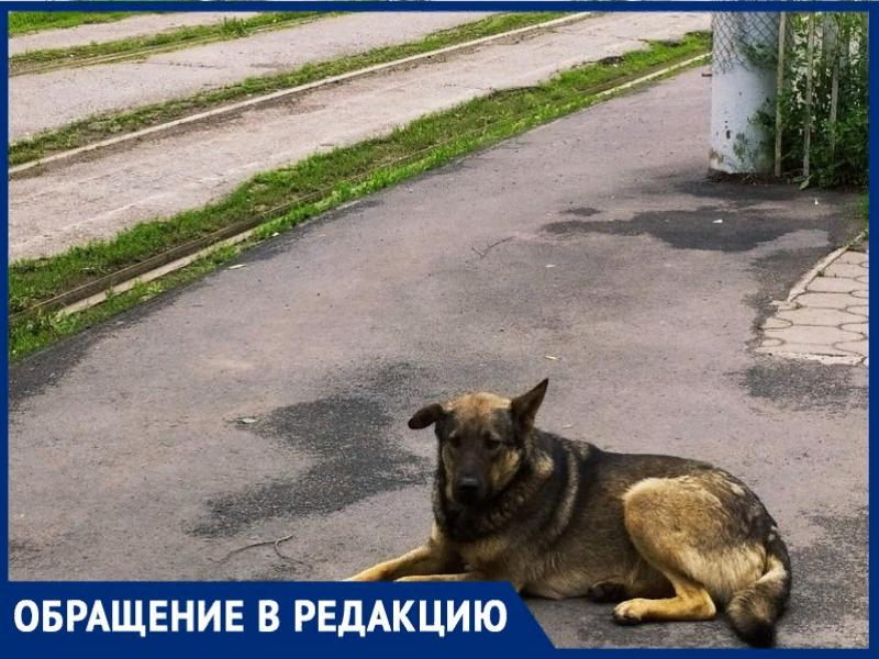 Бездомные собаки в районе Свободы снова беспокоят горожан Бездомные собаки в районе Свободы снова беспокоят горожан