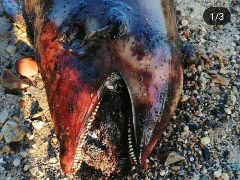 Изуродованное тело морской свиньи нашли валяющимся на берегу Изуродованное тело морской свиньи нашли валяющимся на берегу