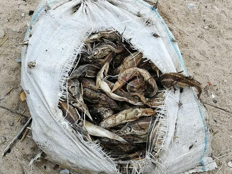 Будут ли в Таганроге есть осетрину, если происходит диверсия восстановления популяции? Будут ли в Таганроге есть осетрину, если происходит диверсия восстановления популяции?