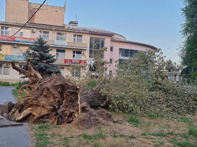 Огромное дерево рухнуло на пешеходную дорожку возле культурно-досугового центра «Олимп» во время урагана Огромное дерево рухнуло на пешеходную дорожку возле культурно-досугового центра «Олимп» во время урагана