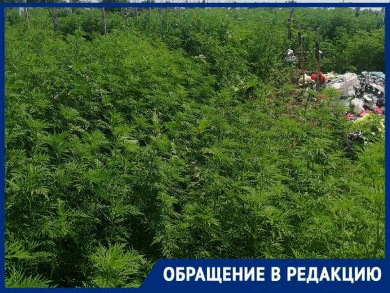 Из-за амброзии крестов не разглядеть: таганрожцы возмущены запущенным кладбищем Из-за амброзии крестов не разглядеть: таганрожцы возмущены запущенным кладбищем