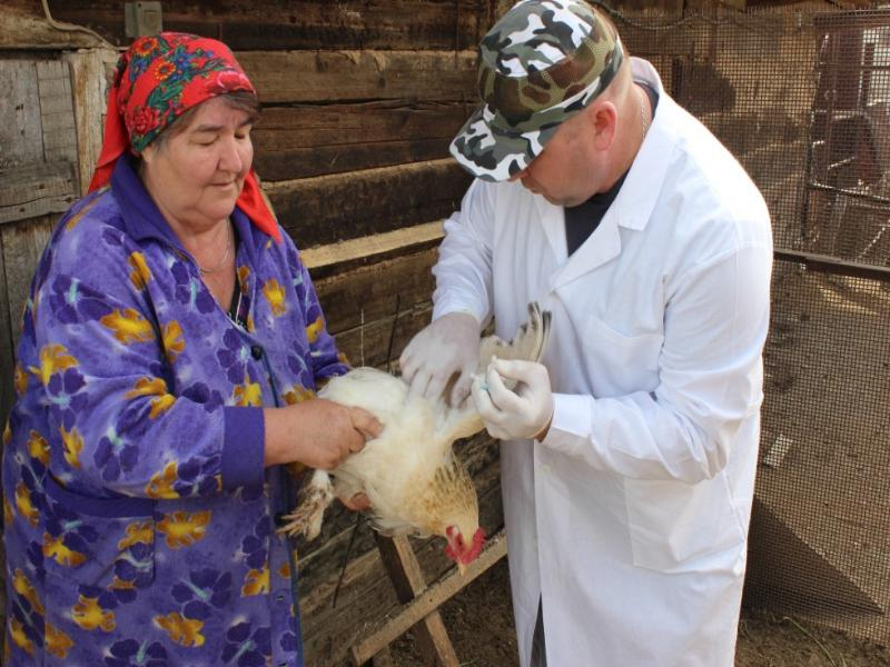 «Птичку жалко!»: на Дону проходит вынужденная вакцинация птиц «Птичку жалко!»: на Дону проходит вынужденная вакцинация птиц