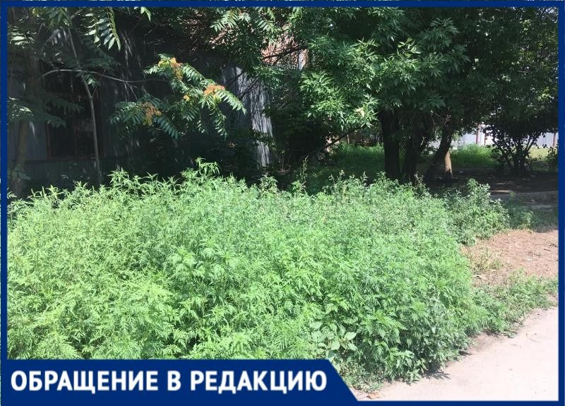 Цветёт и колосится: амброзию в Таганроге никто не косит Цветёт и колосится: амброзию в Таганроге никто не косит
