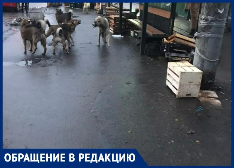 И снова собаки – агрессивные стаи на «Центральном рынке» пугают горожан И снова собаки – агрессивные стаи на «Центральном рынке» пугают горожан