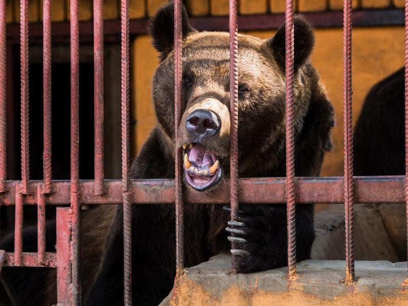Прокуратура Ростовской области проверяет живой уголок в парке Горького Таганрога Прокуратура Ростовской области проверяет живой уголок в парке Горького Таганрога