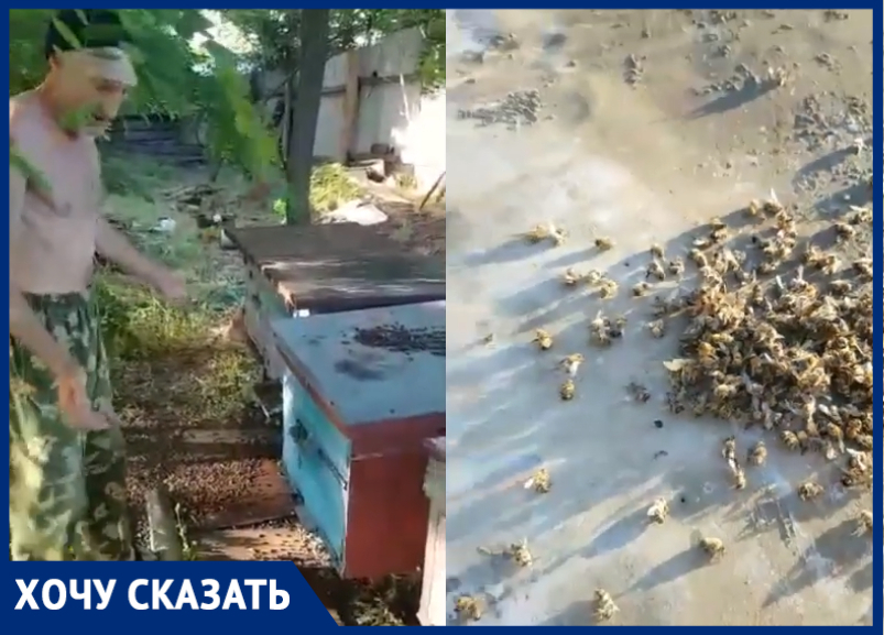 Беспечность предпринимателей погубила целую пасеку под Таганрогом Беспечность предпринимателей погубила целую пасеку под Таганрогом