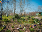 В парке «300-летия Таганрога» решили выкопать цветы из клумб