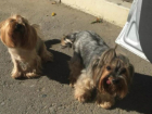 В Таганроге неизвестная украла собачек