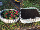 «Безобидные одуванчики», растаскивают землю, рассаду цветов,  растений из клумб в Таганроге
