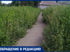 В Таганроге буйный цвет амброзии: от Водопроводной до "Мармелада" сплошные заросли