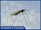 Средь белой зимы: комары атакуют таганрогские квартиры с декабря и по сей день