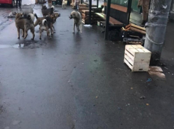 «Собака бывает кусачей»: в Таганроге вновь участились случаи нападения бродячих собак