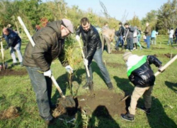 20 октября в Таганроге высадят 746 деревьев