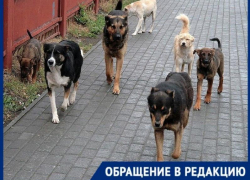 Бродячие собаки загрызли котенка в центре Таганрога