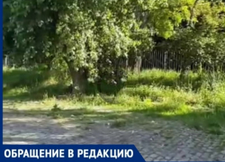 Жители снова жалуются на траву по колено на Пушкинской и Чеховской набережной 