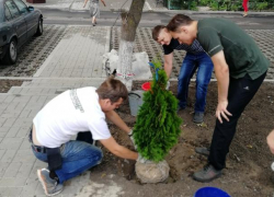 Волонтеры высадили туи возле детской площадки в Таганроге