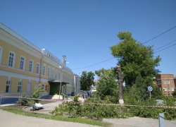Таганрожцы бьют тревогу: возле чеховской гимназии спиливают деревья