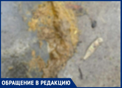 «Сколько это будет продолжаться?» - таганрожцы возмущены, что собак выгуливают на аллеях Приморского парка