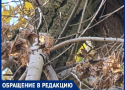 В Таганроге часть сухого ствола откололась от дерева и грозит прохожим