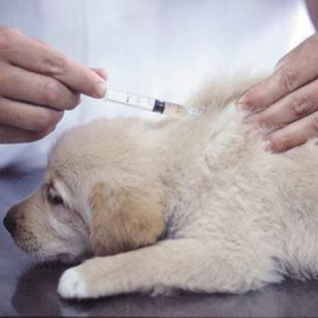 Ветеринарная станция начинает в Таганроге бесплатную вакцинацию против бешенства