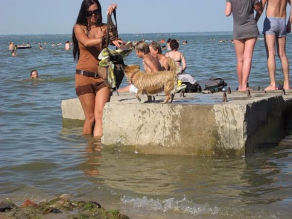 Жители Таганрога возмущены купанием собак на общественных пляжах
