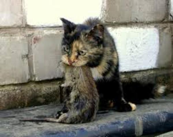 Жители Таганрога жалуются на местных зоозащитников кошек