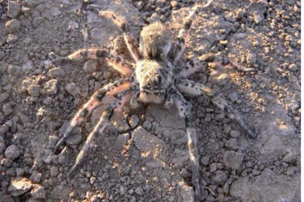 Опасного паука обнаружили туристы на набережной Таганрога