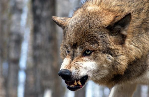 В Ростовской области волки атакуют местных жителей
