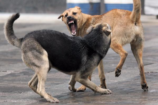 Активисты выступают за гуманные методы борьбы с численностью бродячих собак на территории Таганрога
