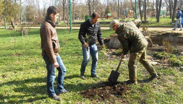 Исполняющий обязанности мэра рассказал об озеленении Таганрога