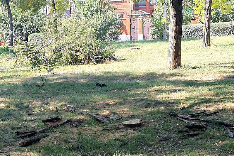 В Таганроге в сквере под предлогом благоустройства вырубили здоровые деревья
